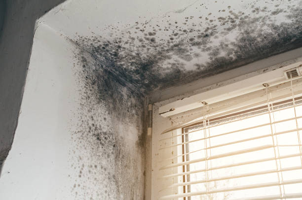 Affordable Black Mold Remediation solutions in Bonney Lake, WA