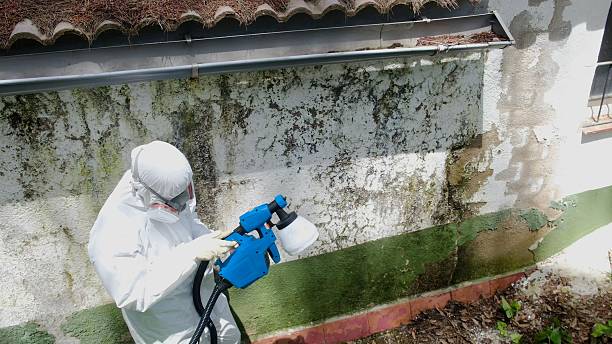 Top rated local Black Mold Remediation specialists in Bonney Lake, WA
